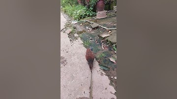 Cận cảnh chim Bìm Bịp ăn Rắn/snake,#shorts,#chim cảnh,#Rắn