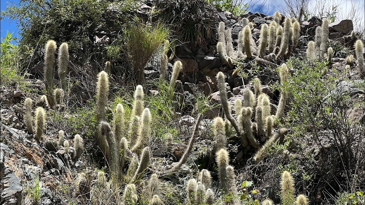 Cactaceas de Iruya | Echinopsis, Blossfeldia, Cleistocactus, Rebutia, Parodia | Flora Argentina