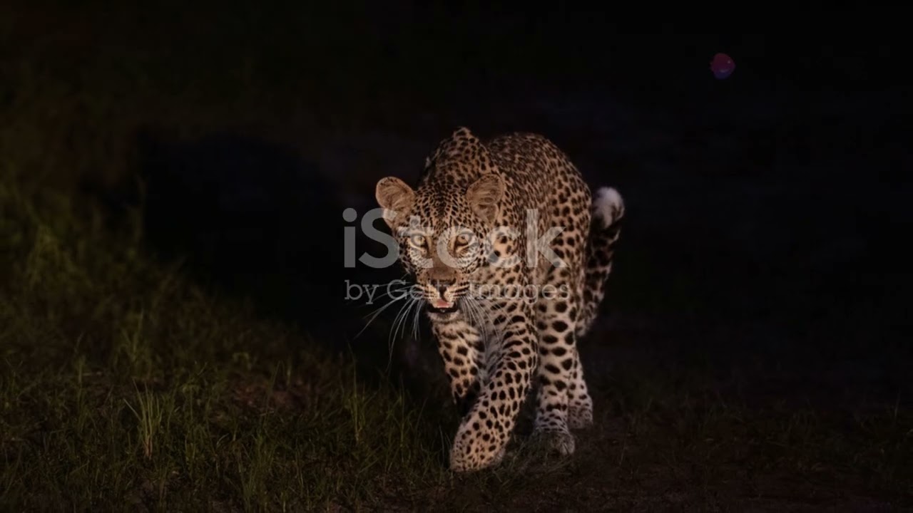 Nightlife in Equatorial Guinea: Nocturnal Animals and Creatures of the Dark 