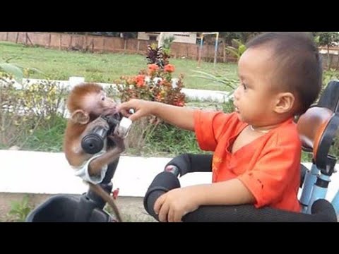 Cola baby monkey