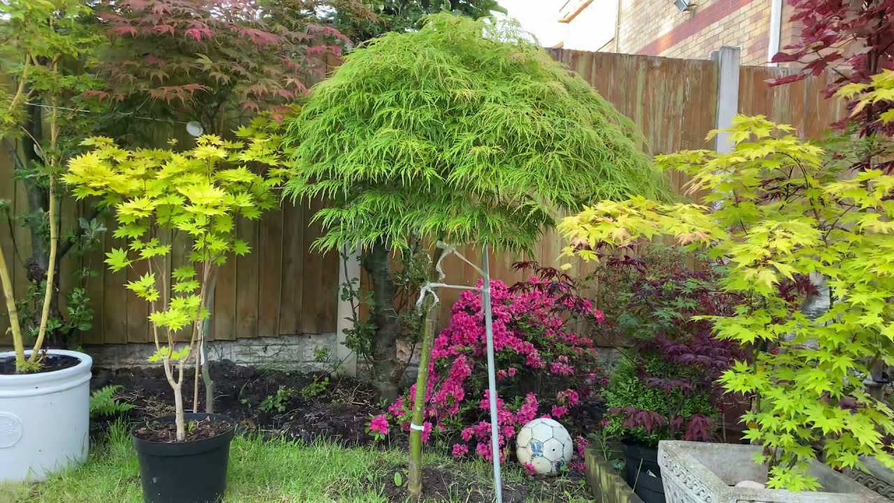 Unboxing my Japanese acer Taylor. Wow! Stunning leaf colour. Addition to my gorgeous  collection.