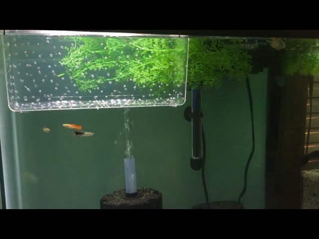 build an aquarium breeder box for fish capetsma Breeding Box, Acrylic Fish Isolation with Suction Cups, Acclimation Hatchery Incubator Baby Fishes Shrimp Clownfish and Guppy... Small Size (S) : Pet Supplies 6′′W x 5.5′′D x 6′′H. Fish Breeding Box Acrylic Isolation