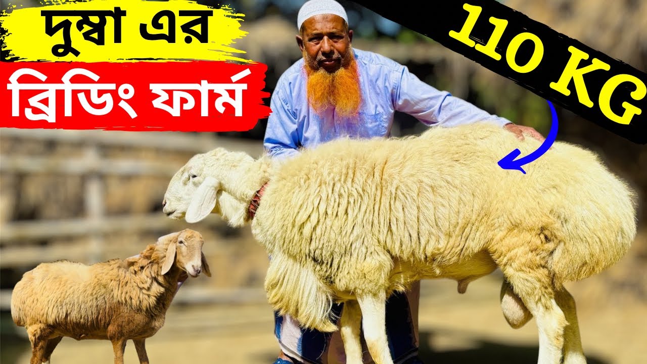 পশ্চিমবঙ্গে দুম্বার ব্লিডিং ফার্ম।dumba sheep farm in west Bengal.