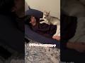 オナラをふったのがバレた赤ちゃんハスキー #シベリアンハスキー #ハスキー #ハスキー犬