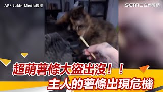 超萌薯條大盜出沒！！ 主人的薯條出現危機｜三立新聞網 SETN.com