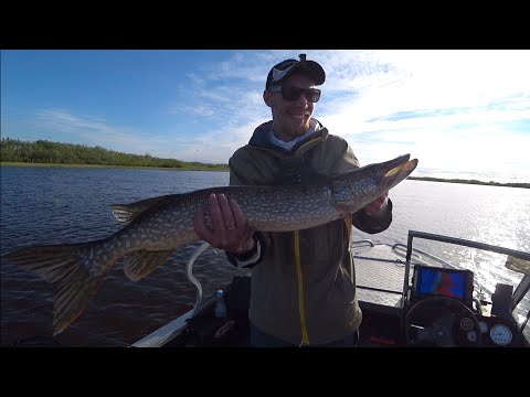Fishing for pike and perch with spinning rod in wild places.
