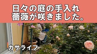 【ガーデニング】日々の庭の手入れ薔薇が咲きました。