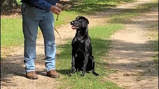 The British Method of teaching a Gundog pup hold to hand delivery. Complete video! #hold #retrieve