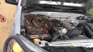Huge snake found In engine!!!