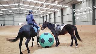 47 ll Wild horse learns to pony, Australian Brumby Challenge, Lara Beth & Cooper