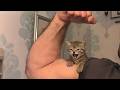 Dad DidnтАЩt Want A CatтАж Now ItтАЩs His Favorite Child ЁЯШ Dad DidnтАЩt Want A CatтАж Now ItтАЩs His Favorite Child ЁЯШ