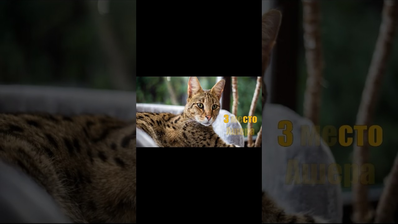 Ашера — самая дорогая кошка