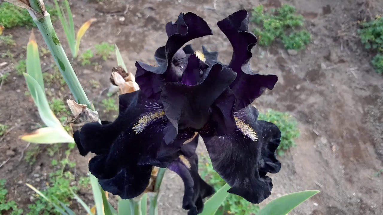 ジャーマンアイリス 限りなく黒に近い ヒアカムズ ザ ナイト Youtube