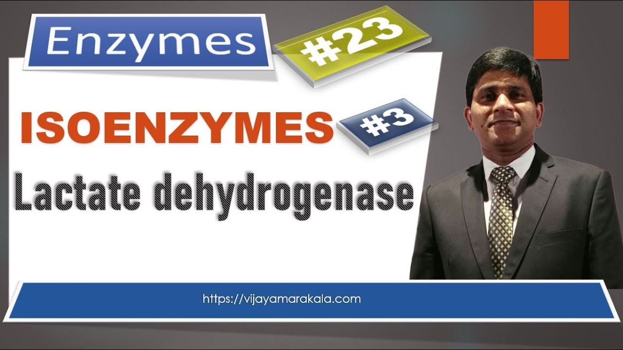 лактат ДЕГИДРОГЕНАЗ: изоферменты: диагностика важный ферменты
