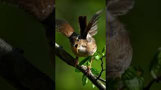 KACER/WREN/KERANI, BURUNG YG MEMILIKI SUARA YG INDAH DAN ENAK DI DENGAR #kicaumania