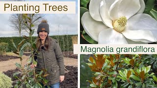 Planting an Evergreen Magnolia