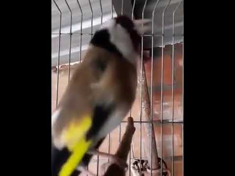 طائر الحسون يغني مثل البلبل البري الله يبارك دبابة