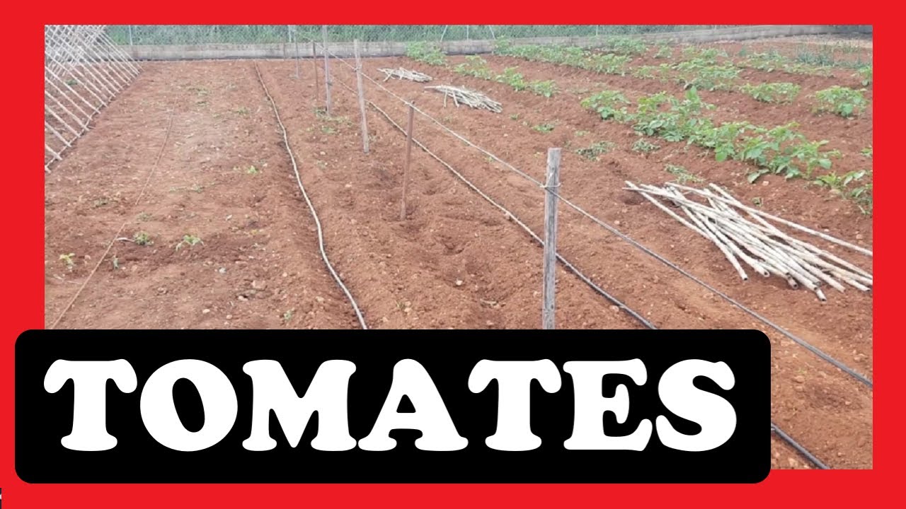 Cómo PONER CAÑAS para TOMATERAS