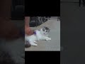【ネコ】くーちゃんスッキリ大変身ショート#猫 動画#猫 面白い#猫 ショート動画