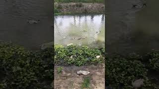 #duck farming youtube #youtube #new #viral video.