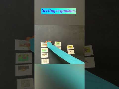 Build a Food Web and Other Card Sorting Activities for Ecosystems and Food Webs