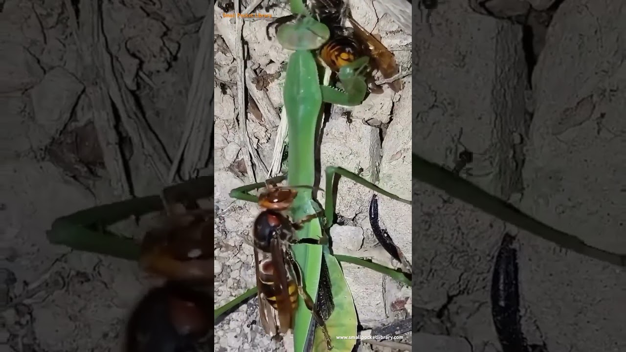 Hornet eating a praying mantis that's eating a hornet 