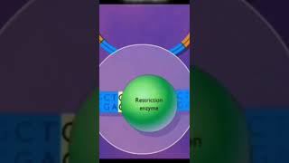 construction of plasmid