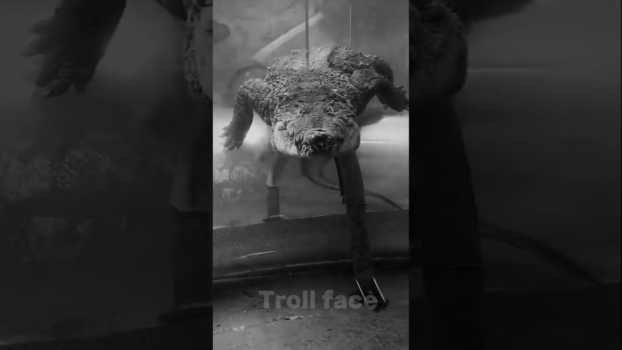 Power of Crocodile Transformation 💀