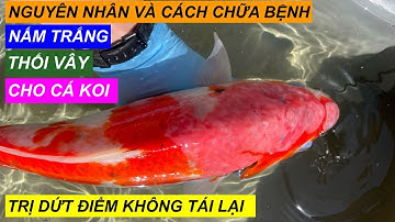 Bệnh Nấm Trắng Ở Cá Koi Là Gì ? Nguyên Nhân Và Cách Chữa Bệnh Dứt Điểm Không Tái Lại #cakoi #koi