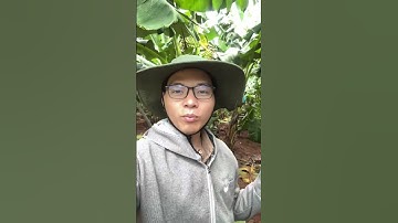 Thuốc phun quầy Chuối, thuốc tẩy trái #chuối #farming #chuốimô