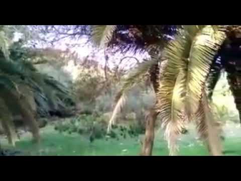 شيخ الهامل قعدة خلوية 