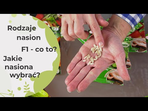 Wideo: Jak wyhodować lawetę z nasion?