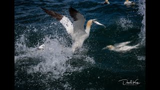 Photographing Diving Gannets (from a boat)