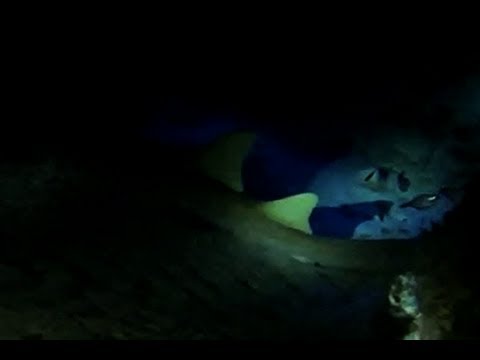 Devil´s Throat at Punta Sur Reef, Cozumel Mexico, HD