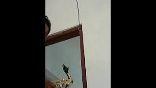 asal kau bahagia...( cover) saxophone