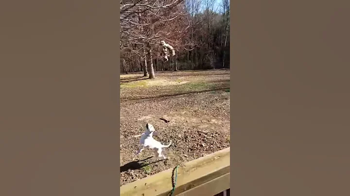 Getting that Squirrel training.