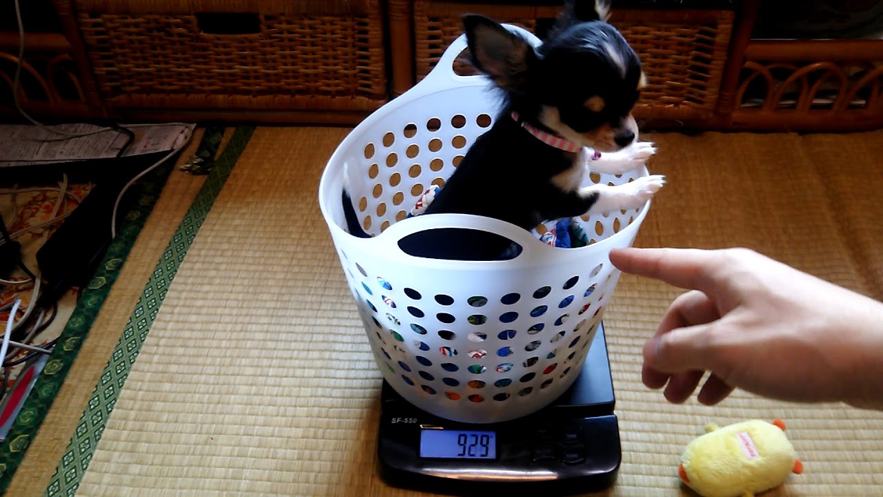 チワワの子犬生後4ヶ月、体重を量ってみました。940gくらい？ YouTube