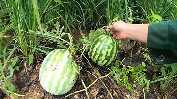 #77. Thăm Nương Lúa Và Thu Hoạch Dưa, Phiêu Lưu Trong Rừng, Cuộc Sống Tự Nhiên