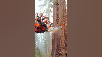 Giant Timber Cutting Like You