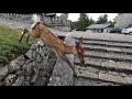 ほんの少しだけ気温の下がった奈良公園と鹿さん