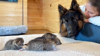 Tiny Kittens Intimidate Giant German Shepherd
