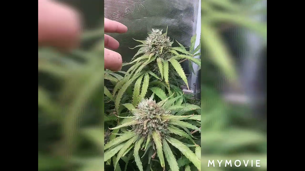 White siberian grow under mars hydro ts600