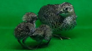 Download Lagu Seru meloloh anakan Gemak || Meloloh Puyuh Hutan || Gemak kerdil sulawesi (Red-Backed ButtonQuail) MP3