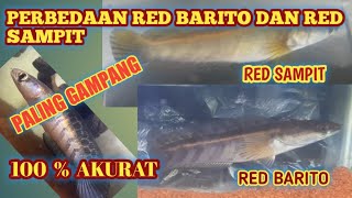 CARA MEMBEDAKAN  IKAN CHANNA RED BARITO DENGAN RED SAMPIT