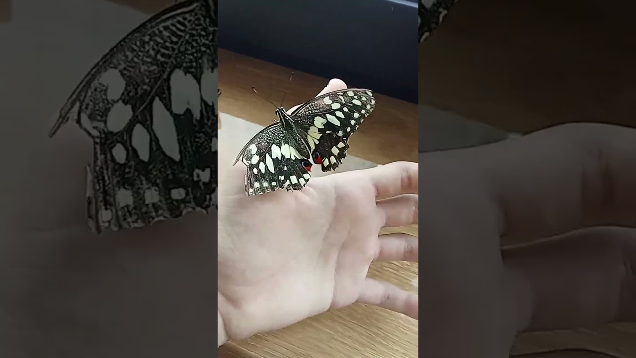2 бабочки Демолей на руке🦋🦋. 
