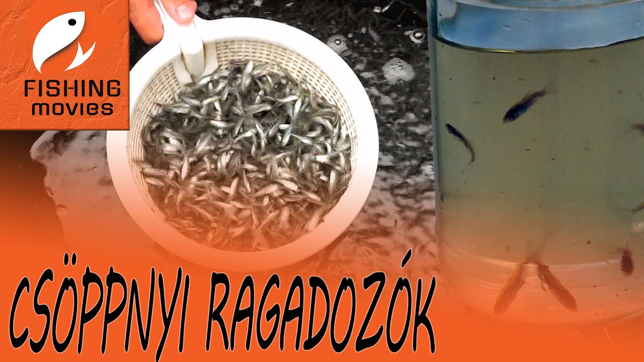 Ragadozó ivadékok telepítése