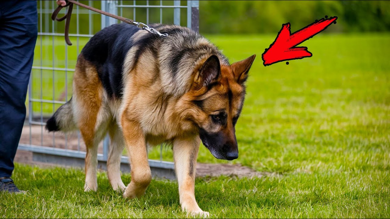 Старенький пес прощался с жизнью, когда его выводили из вольера, но потом он увидел, куда его ведут