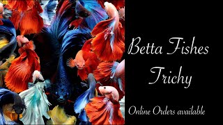 Imported Betta fish | Fullmoon betta| Tamil| online sale|#fishes #aquarium #trichy #aquariumfish