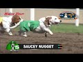 Canterbury Park Basset Hound Races 6-16-19