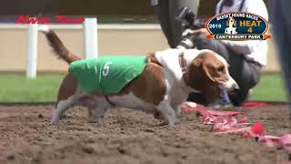 Canterbury Park Basset Hound Races 6-16-19